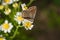 Aricia agestis, the brown argus butterfly in the family Lycaenidae sitting on camomile, chamomile flower. Soft focused macro shot