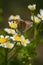 Aricia agestis, the brown argus butterfly in the family Lycaenidae sitting on camomile, chamomile flower. Soft focused macro shot