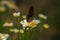 Aricia agestis, the brown argus butterfly in the family Lycaenidae sitting on camomile, chamomile flower. Soft focused macro shot