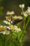 Aricia agestis, the brown argus butterfly in the family Lycaenidae sitting on camomile, chamomile flower. Soft focused macro shot