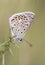 Aricia montensis Brown argus butterfly with open wings and grayish white with spots and spots with folded wings perched on plant