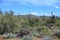 Arid Arizona desert during a super bloom of wildflowers