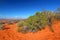 Arid Arizona Landscape