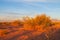 Arid bush in the desert at sunset