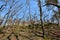 Arid communities of rocky slopes and sparse deciduous forests formed by oaks and hornbeams. unusable forestry habitat rich in tree