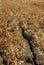 Arid conditions seen on a harvested wheat crop in the UK.