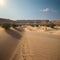 Arid desert landscape desert sand dunes, with native drought-resistant green vegetation in the Middle East - north of