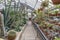 An arid greenhouse filled with cacti and succulents
