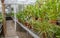 An arid greenhouse filled with cacti and succulents