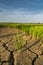 The arid land at paddy field.