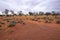 Arid Lands, Roxy Downs, outback South Australia