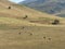 Arid landscape of the Fergana Valley with some cows in Uzbekistan.