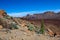 Arid landscape full of cacti in Teide National Park is on Tenerife