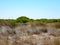 Arid meadow with tree line with intense green tops