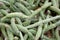 Arid plants - ASTERACEAE , Senecio pendulus (Forssk.) Sch. Bip.