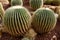 Arid plants - CACTACEAE , Echinocactus grusonnii Hildm