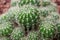 Arid plants - CACTACEAE , Echinopsis calochlora