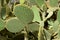 Arid plants - CACTACEAE , Opuntia microdasys