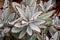 Arid plants - CRASSULACEAE , Kalanchoe tomentosa Baker