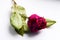 Arid red rose with green leaflets on white background.