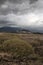 Arid terrain with unusual flora, endemic plants resistant to drought, spread on the dry land, Tenerife, Canary Islands, Spain