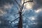 Arid tree in the storm dramatic sky