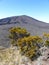 Arid vegetation of the volcano in the Piton of the Fournaise in the island of RÃ©union.