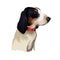 Ariegeois dog digital art illustration watercolor hand drawn pet. Medium-sized pack-hunting scenthound crossing of Grand Bleu de