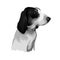 Ariegeois dog digital art watercolor illustration, pet loss concept. Medium-sized pack-hunting scenthound, Grand Bleu de Gascogne