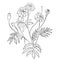 arigold, branch with blooming flowers, bud and leaves. Vector illustration. Linear hand drawing, sketch of seasonal