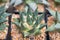 Ariocarpus cactus in pot
