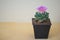 Ariocarpus fissuratus cactus and flower in  pot