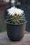 Ariocarpus Fissuratus cactus with withe flower