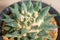 Ariocarpus trigonus cactus in flower pot