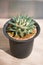 Ariocarpus trigonus cactus in flower pot