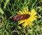 Arion fuscus on dandelion