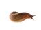 Arion fuscus dusky orange snail