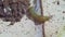 Arion hortensis, garden slug and bugs