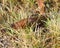Arion lusitanicus crawls in grass