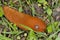 Arion vulgaris, spanish slug