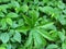 Arisaema concinnum, Chinese Cobra Lily, Tuberous perennial herb