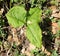 Arisaema propinquum, Wallich`s Cobra Lily, perennial herb