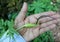 Arisaema tortuosum, Whipcord Cobra Lily, perennial herb