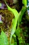 Arisaema Tortuosum (Whipcord Cobra Lily) Plant at Valley of Flowers National Park, Uttarakhand, India