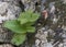 Arisarum vulgare aka friar`s cowl or larus. Geophyte plant.