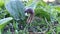 Arisarum vulgare on the forest floor