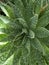 Aristaloe aristata Plant Photo