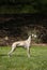 Aristocratic breed - whippet dog conformation show portrait