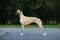 Aristocratic breed - whippet dog conformation show portrait