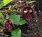 Aristolochia Arborea (Aristolochia salvadorensis) also Darth Vader plant. Botanical garden Heidelberg,